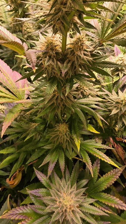 Melonade K. Week 12