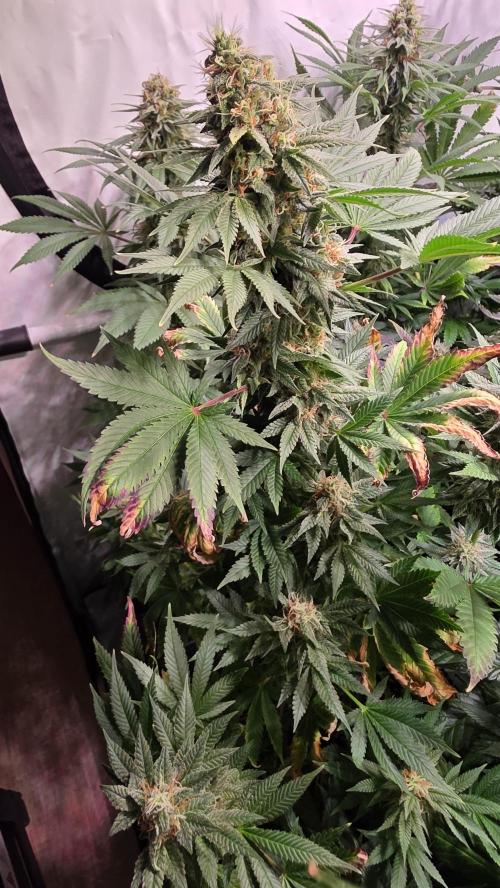Banana Kush. Week 12