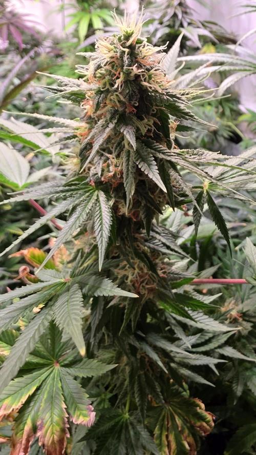 Banana Kush. Week 12
