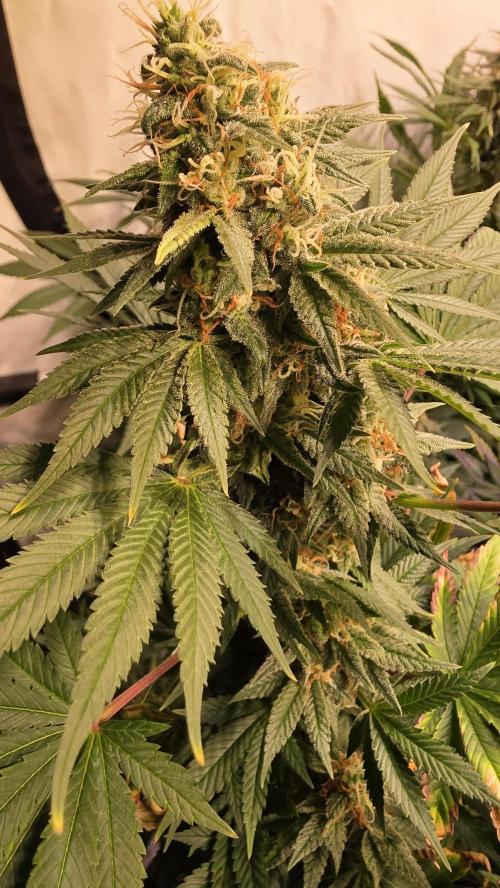 Banana Kush. Week 12