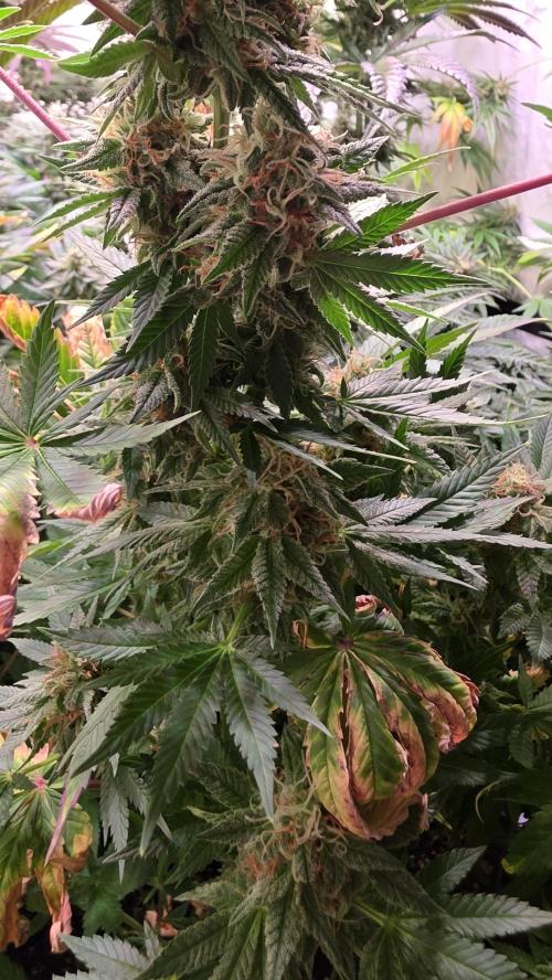 Banana Kush. Week 12