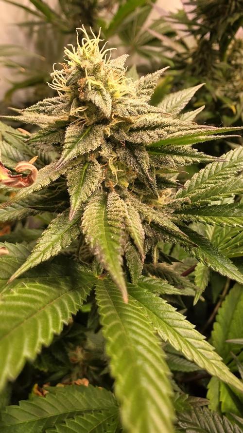 Banana Kush. Week 12