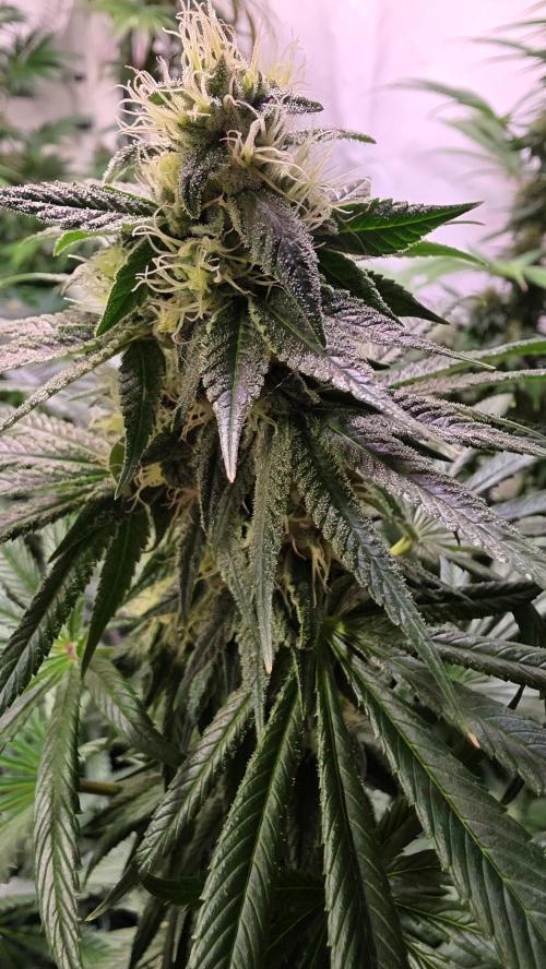 Karibean Mango. Week 12