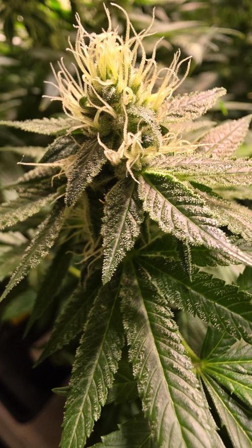 Karibean Mango. Week 12