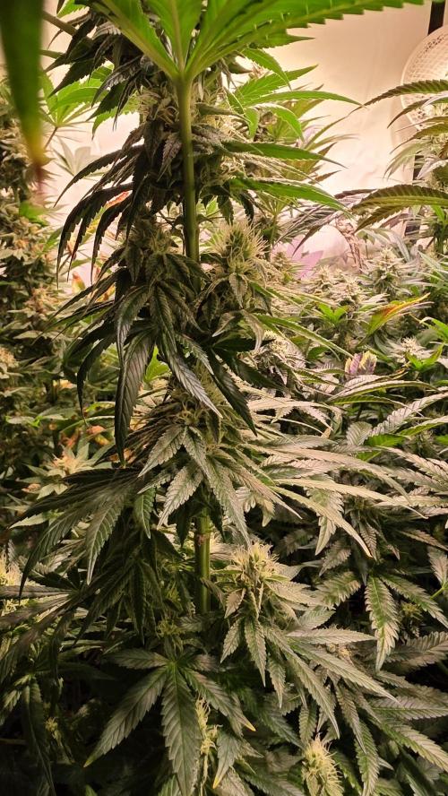 Karibean Mango. Week 12