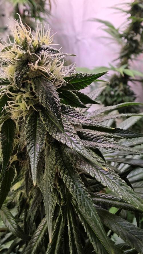 Karibean Mango. Week 12