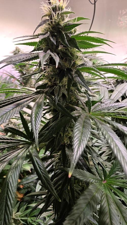 Karibean Mango. Week 12