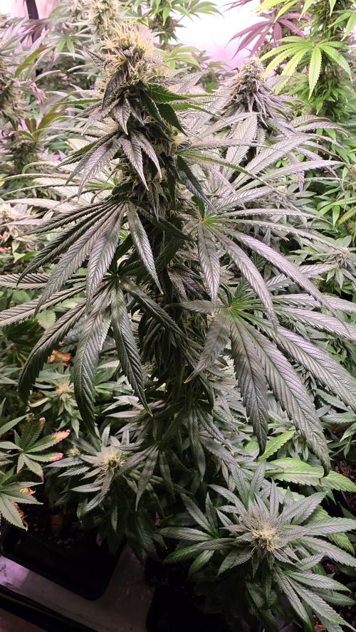 Karibean Mango. Week 12