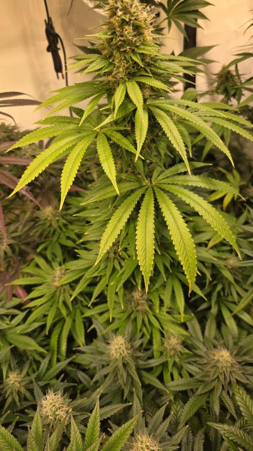 Orange Biscuite. Week 12