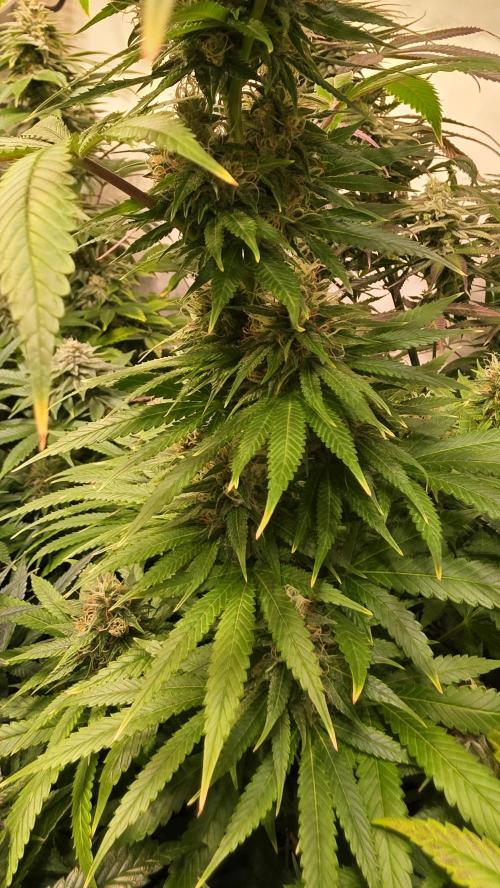 Orange Biscuite. Week 12