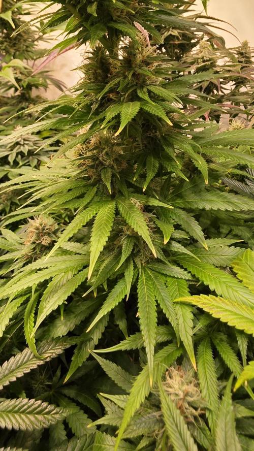 Orange Biscuite. Week 12