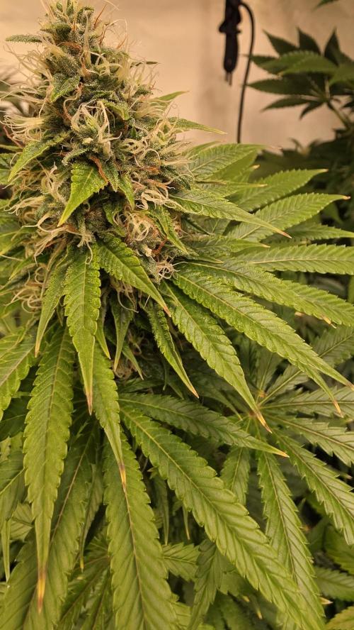 Orange Biscuite. Week 12