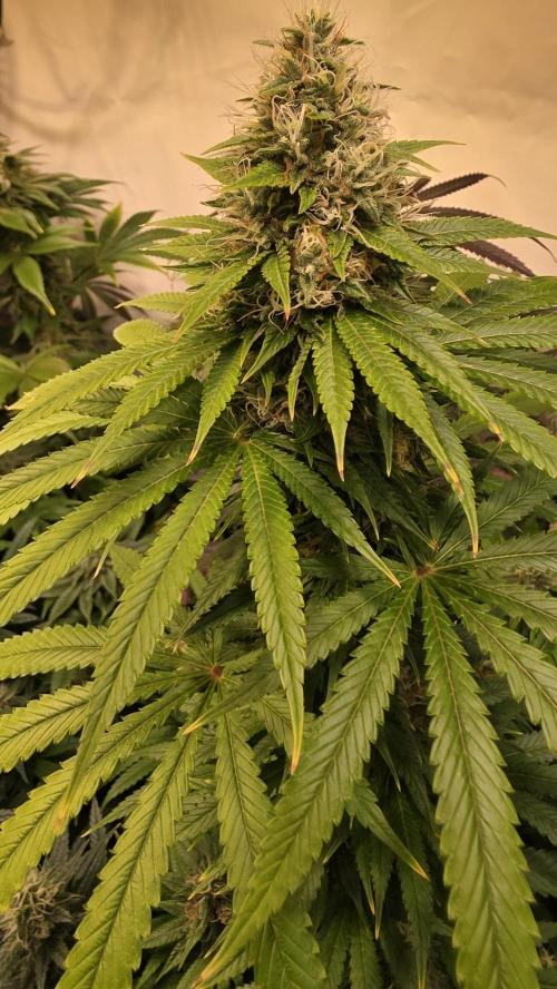 Orange Biscuite. Week 12