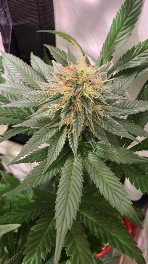 Grease Monkey. Week 12