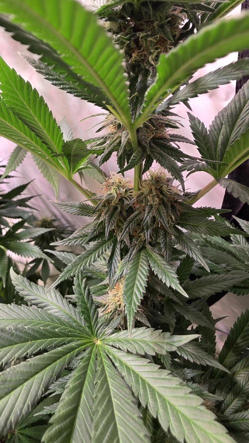 Grease Monkey. Week 12