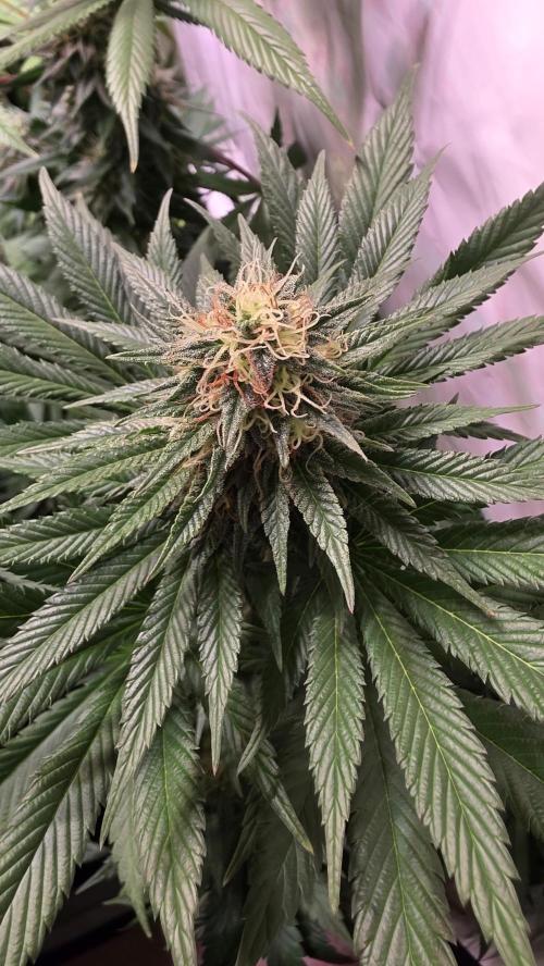 Grease Monkey. Week 12