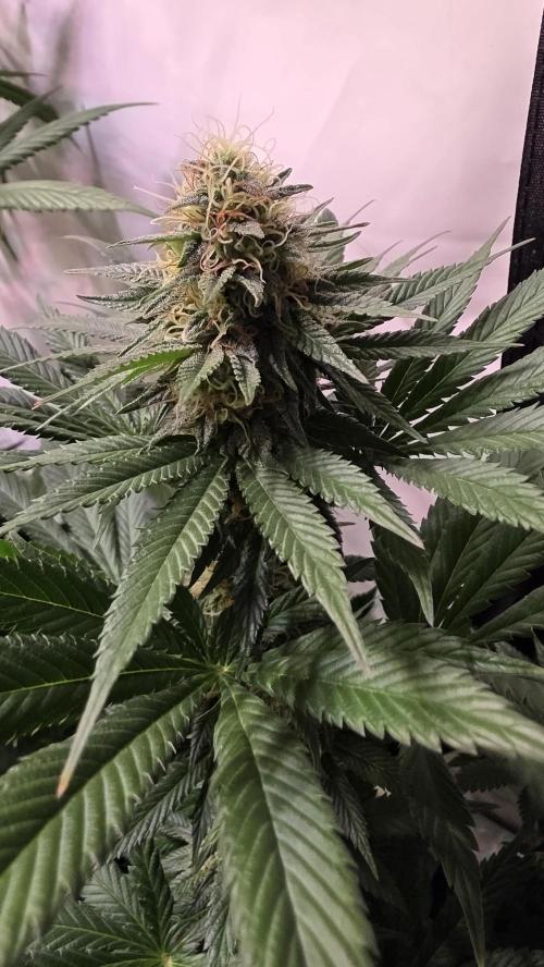 Grease Monkey. Week 12
