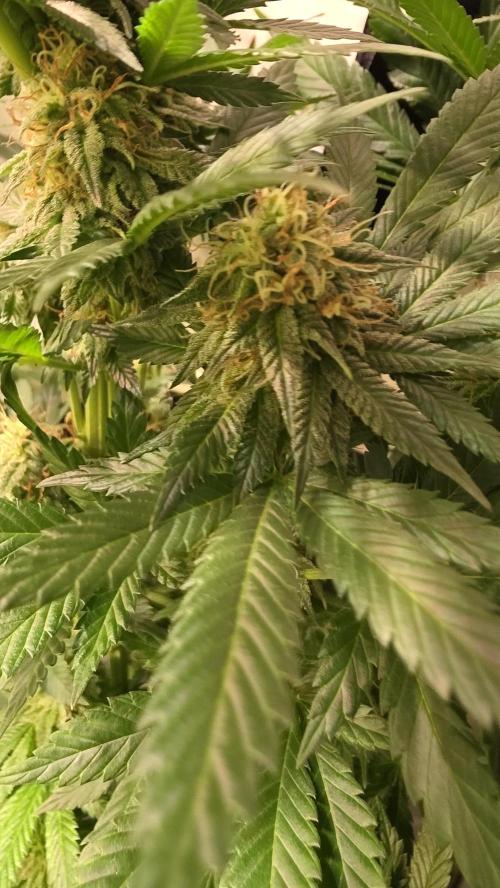 Grease Monkey. Week 12