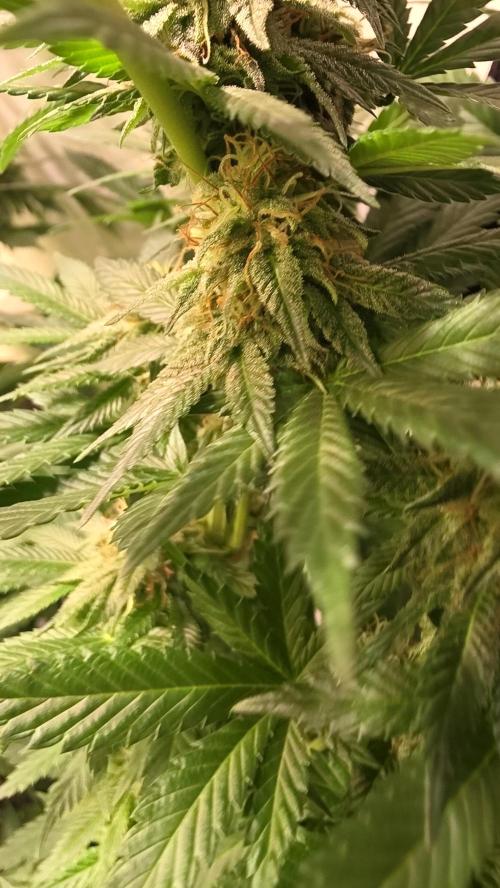 Grease Monkey. Week 12