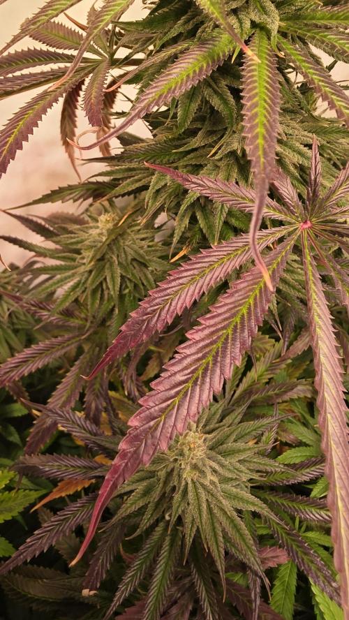 Shiska Lemonade. Week 12
