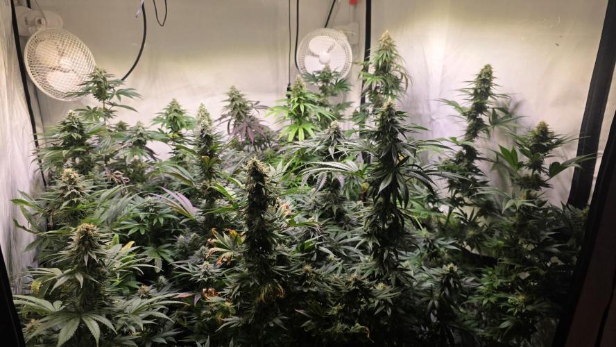 Shiska Lemonade. Week 12