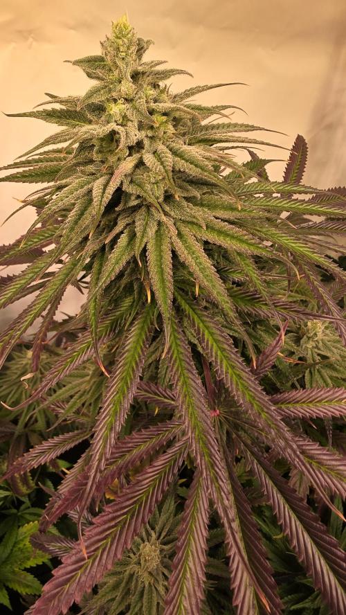 Shiska Lemonade. Week 12