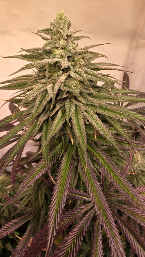 Shiska Lemonade. Week 12