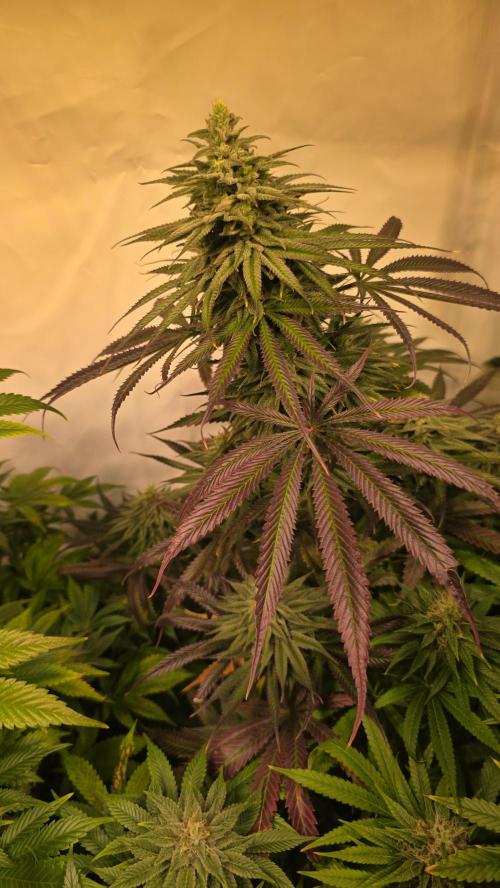 Shiska Lemonade. Week 12