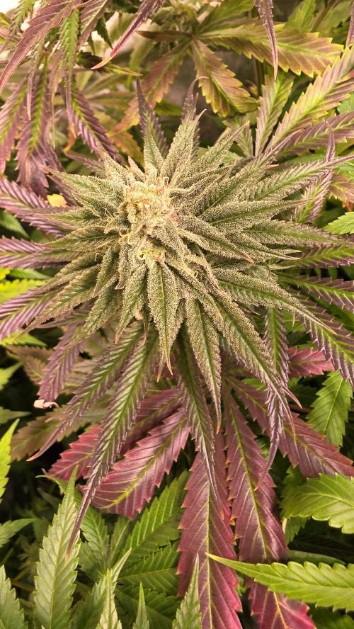 Shiska Lemonade. Week 12