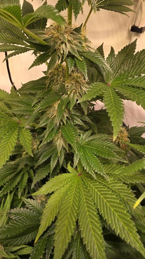 Isla mirage. Week 12