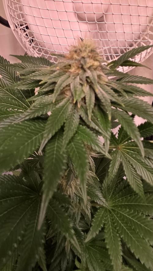 Isla mirage. Week 12