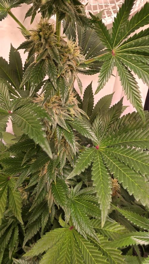 Isla mirage. Week 12