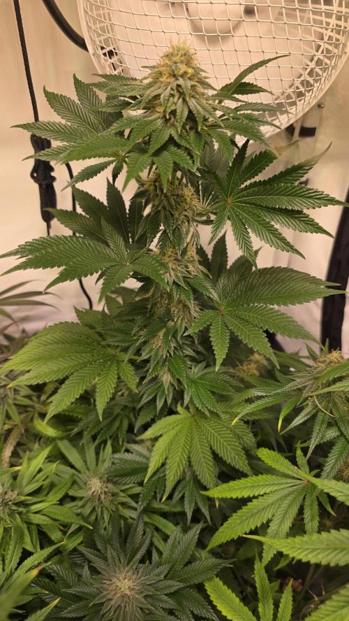 Isla mirage. Week 12