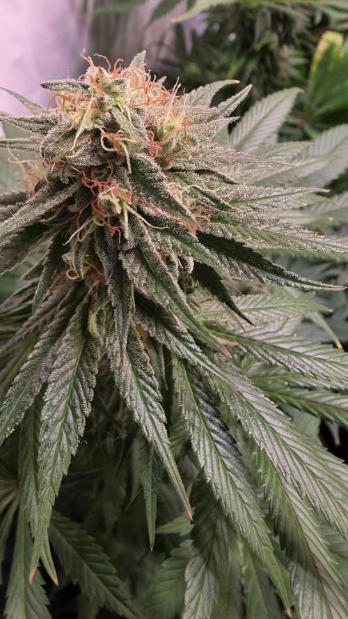 Mexican Sativa. Week 12
