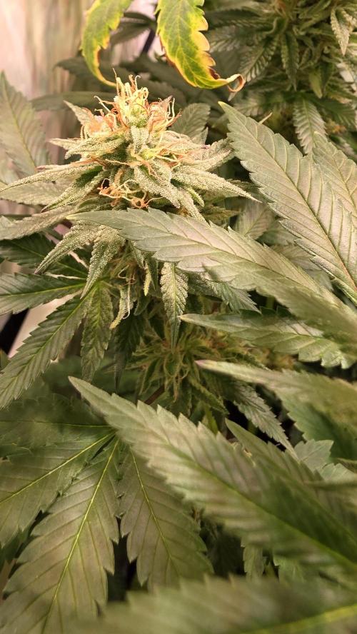 Mexican Sativa. Week 12