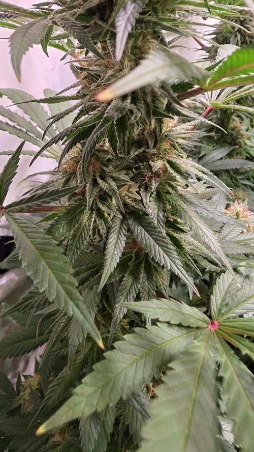 Mexican Sativa. Week 12