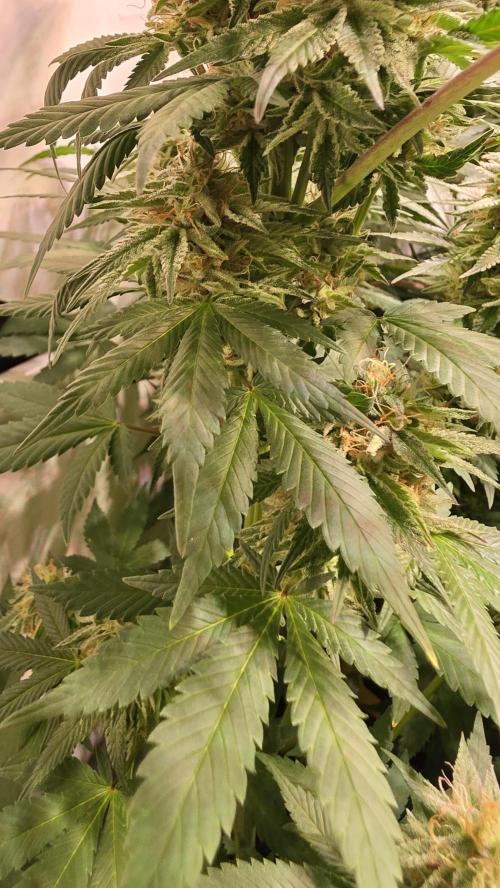 Mexican Sativa. Week 12