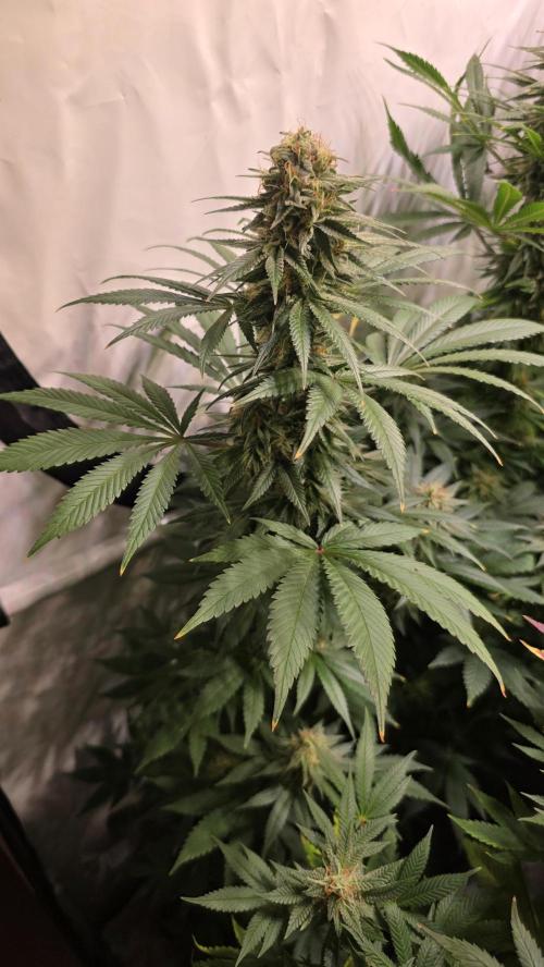 Mexican Sativa. Week 12