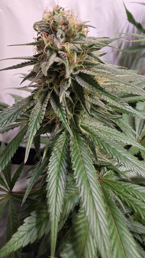 Mexican Sativa. Week 12