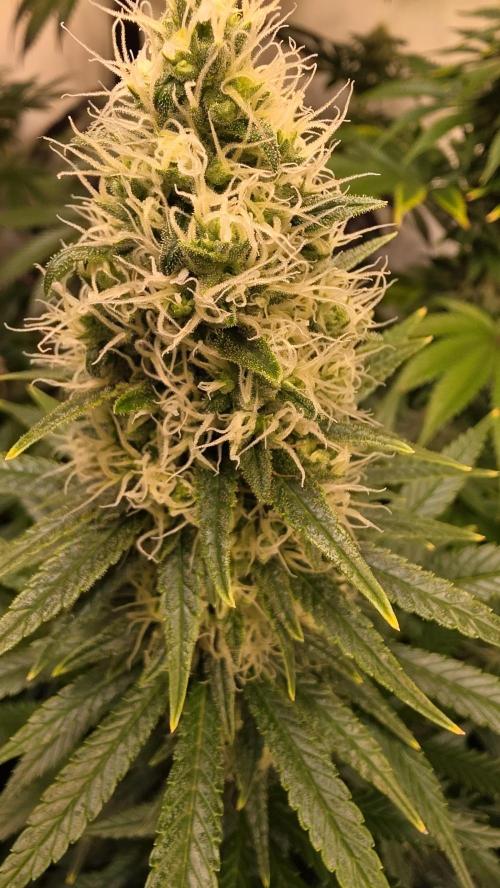 Clementine Slush. Week 12
