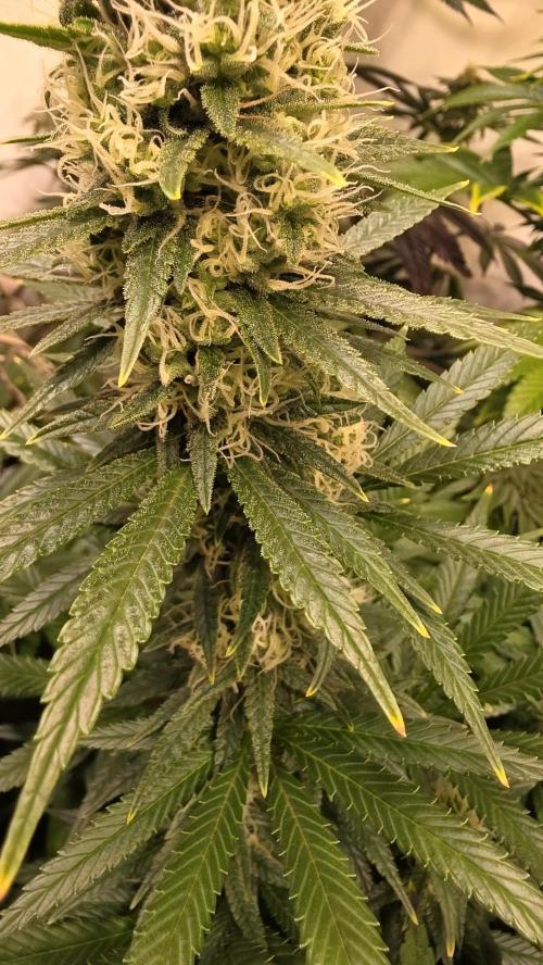 Clementine Slush. Week 12