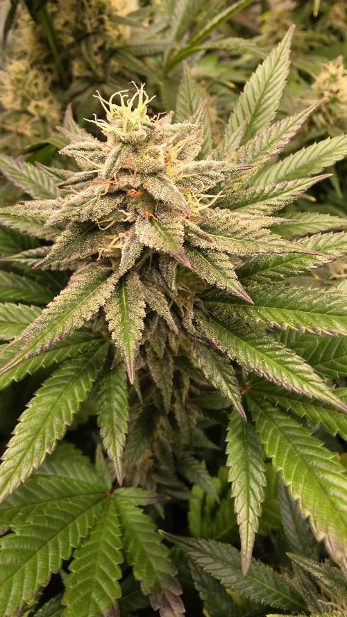 Clementine Slush. Week 12