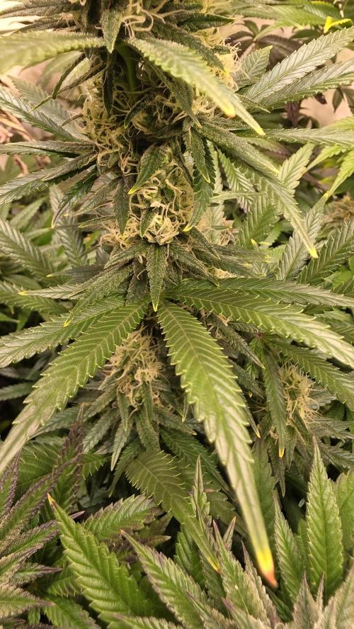 Clementine Slush. Week 12