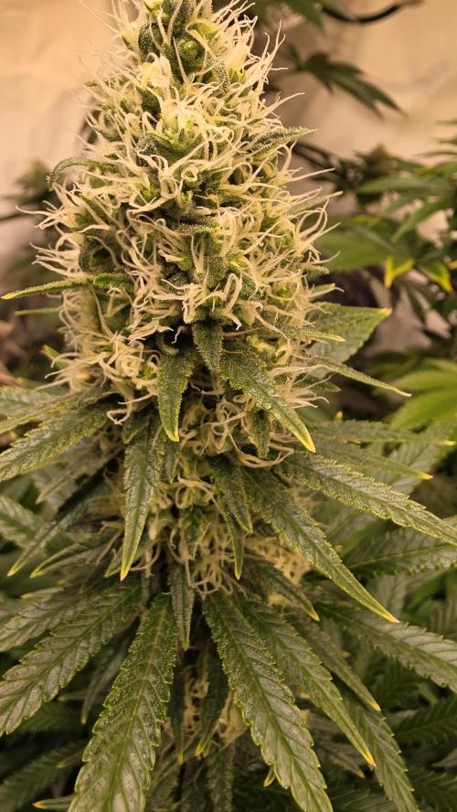 Clementine Slush. Week 12