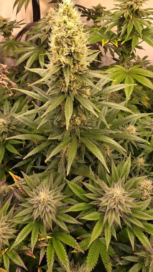 Clementine Slush. Week 12