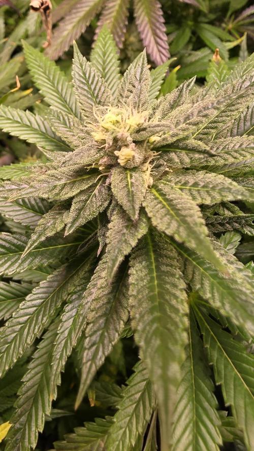 Chikita Manzana. Week 12