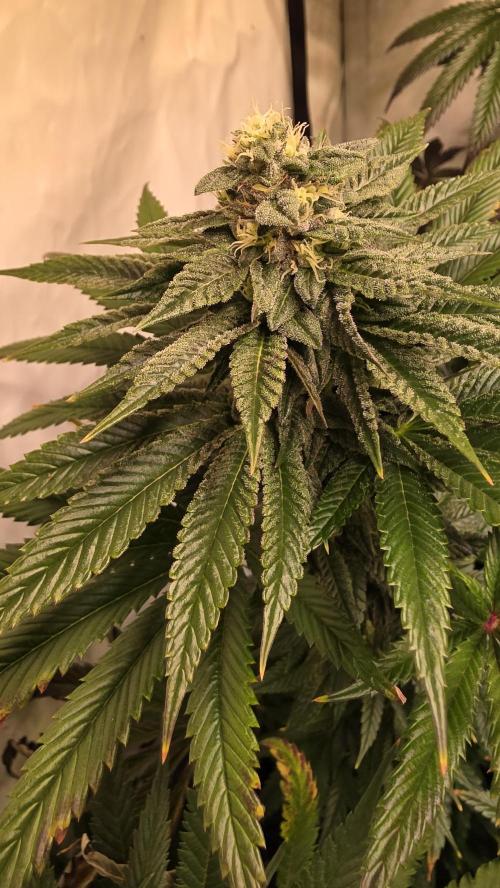 Chikita Manzana. Week 12