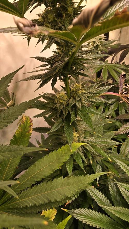 Chikita Manzana. Week 12