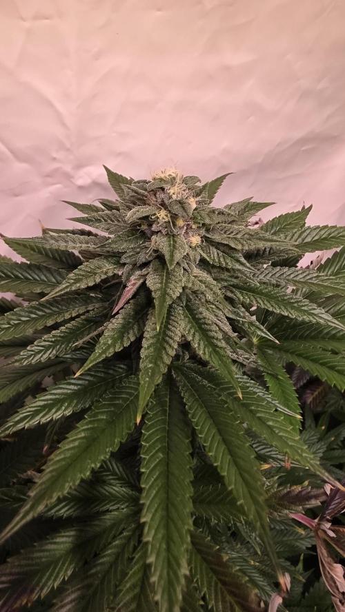 Chikita Manzana. Week 12