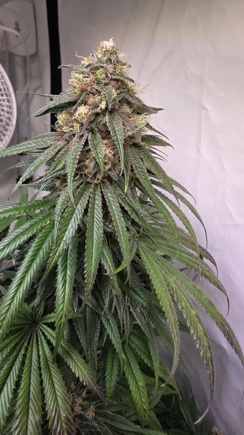 Honey Dipper. Week 12
